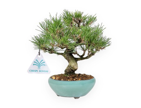 Pinus Thunbergii - Pino negro - 23 cm