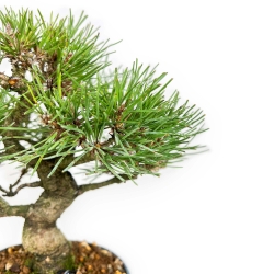 Pinus Thunbergii - Pino Nero - 23 cm