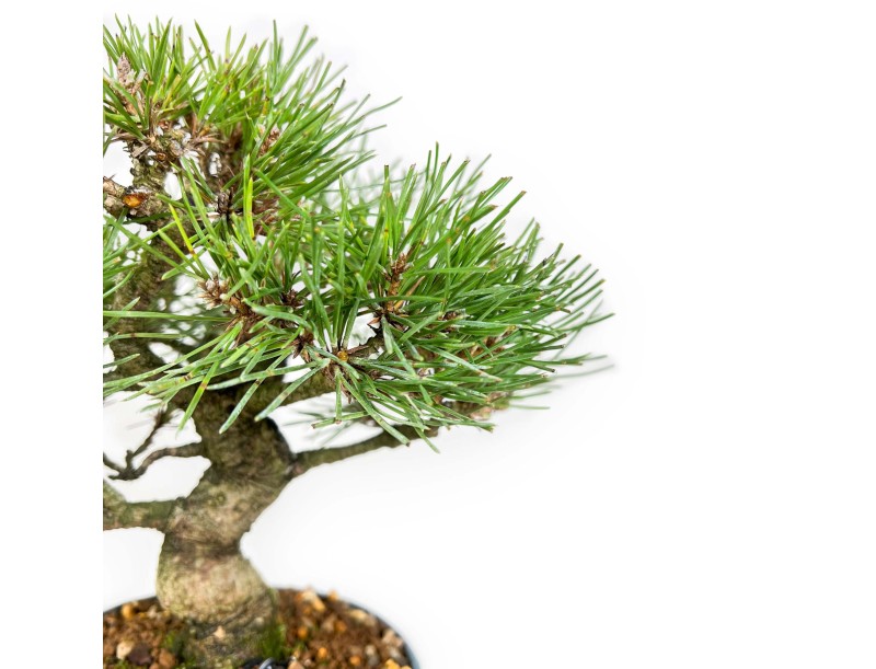 Pinus Thunbergii - Pino negro - 23 cm