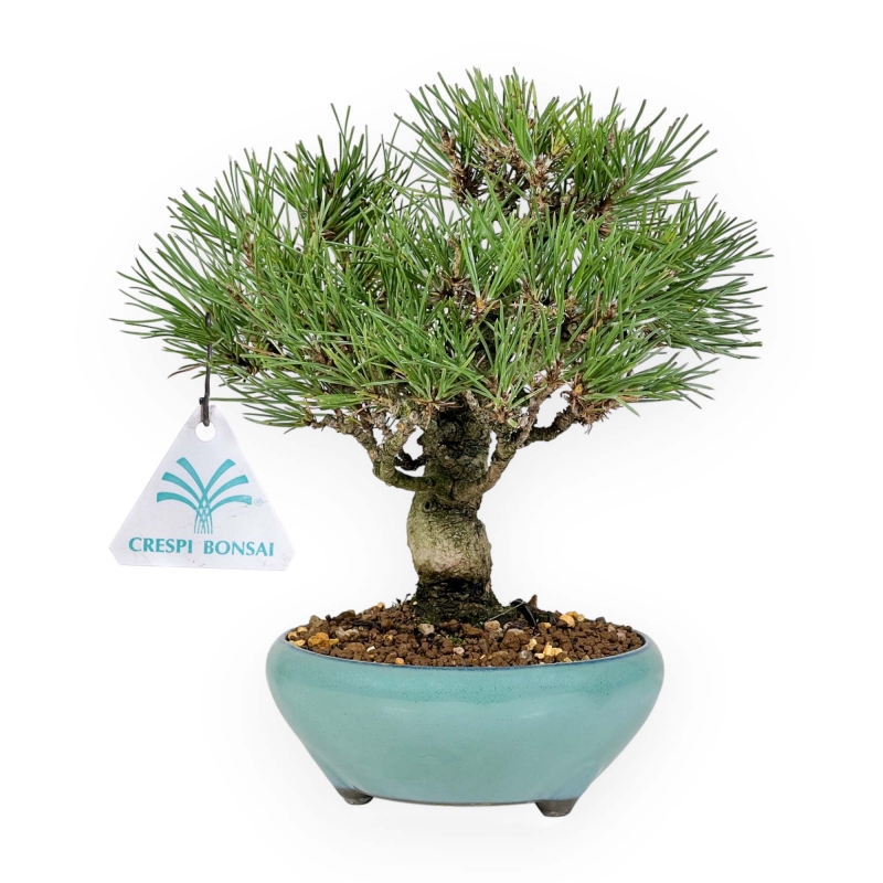 Pinus Thunbergii - Pino Nero - 23 cm