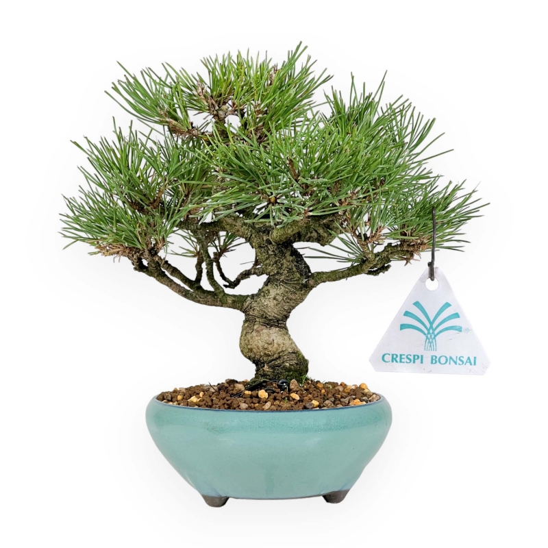 Pinus Thunbergii - Pino Nero - 23 cm