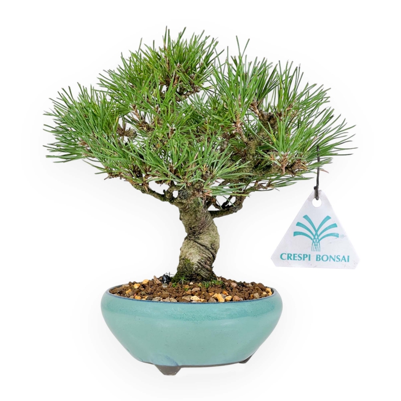 Pinus Thunbergii - Pino Nero - 23 cm
