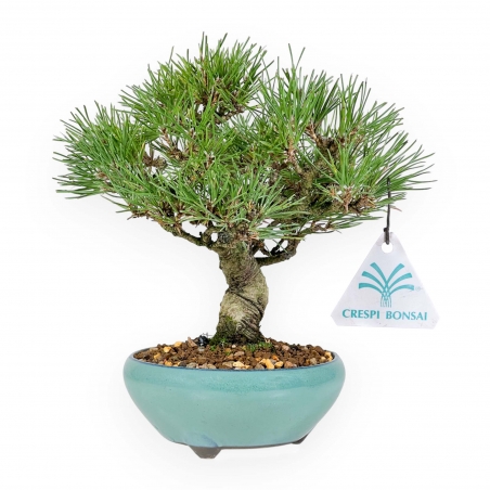 Pinus Thunbergii - Pino negro - 23 cm