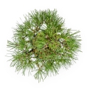 Pinus Thunbergii - Pino Nero - 23 cm