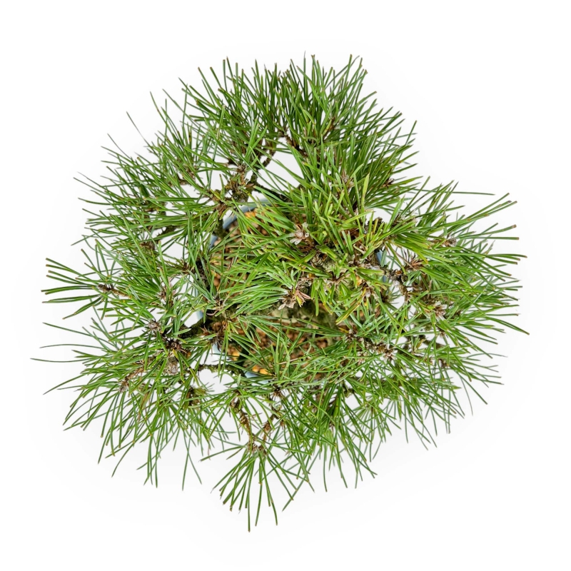 Pinus Thunbergii - Pino Nero - 23 cm