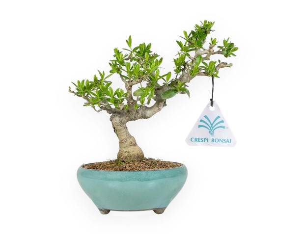 Ligustrum Obtusifolium - Troène - 22,5 cm