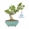 Ligustrum Obtusifolium - Ligustro - 22,5 cm