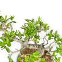 Ligustrum Obtusifolium - Ligustro - 22,5 cm
