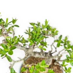 Ligustrum Obtusifolium - Privet - 22,5 cm