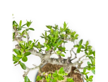 Ligustrum Obtusifolium - Liguster - 22,5 cm