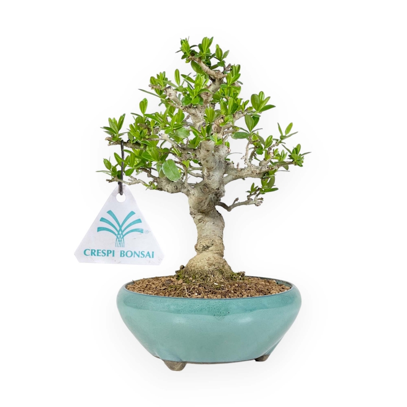 Ligustrum Obtusifolium - Ligustro - 22,5 cm