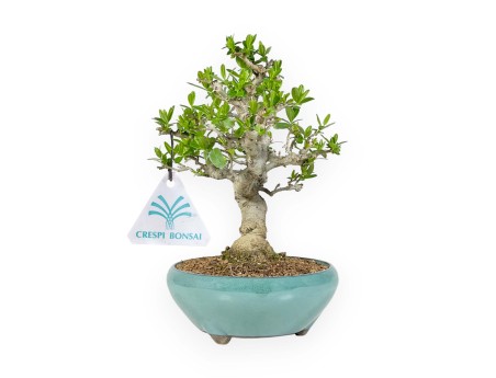 Ligustrum Obtusifolium - Troène - 22,5 cm