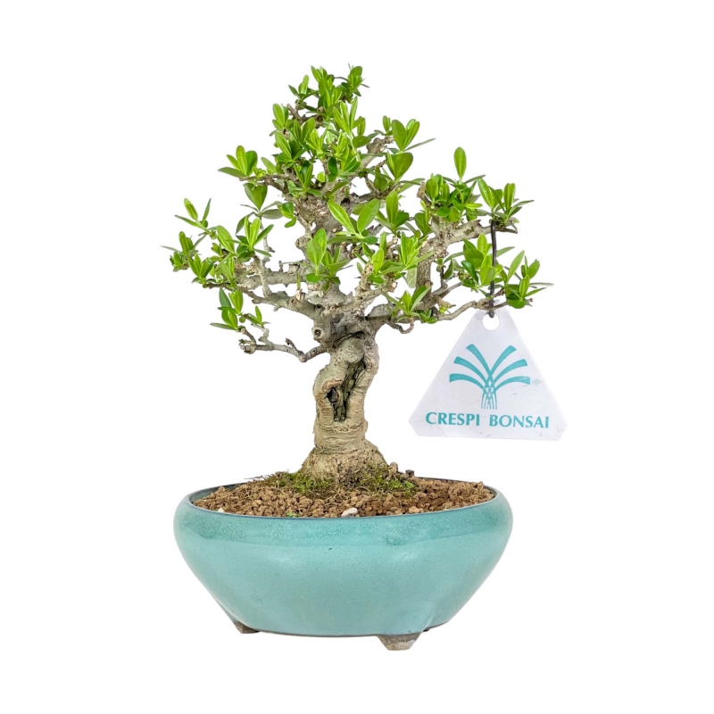 Ligustrum Obtusifolium - Ligustro - 22,5 cm