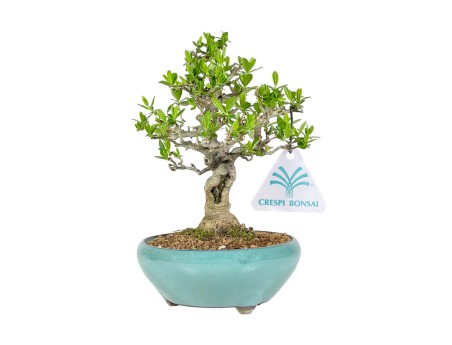 Ligustrum Obtusifolium - Ligustro - 22,5 cm