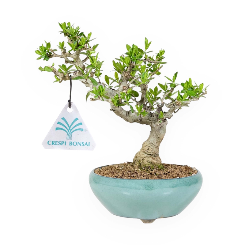 Ligustrum Obtusifolium - Ligustro - 22,5 cm