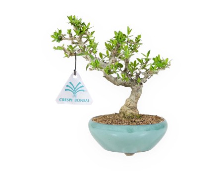 Ligustrum Obtusifolium - Liguster - 22,5 cm