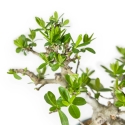 Ligustrum Obtusifolium - Ligustro - 22,5 cm