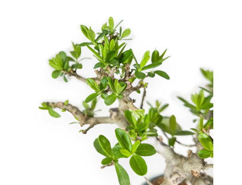 Ligustrum Obtusifolium - Liguster - 22,5 cm