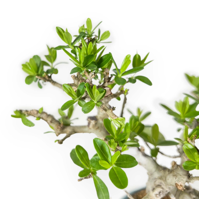 Ligustrum Obtusifolium - Ligustro - 22,5 cm