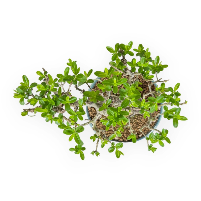Ligustrum Obtusifolium - Ligustro - 22,5 cm