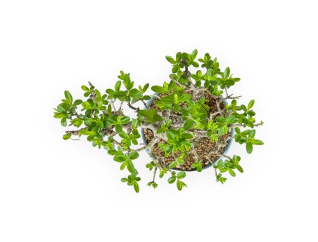 Ligustrum Obtusifolium - Ligustro - 22,5 cm