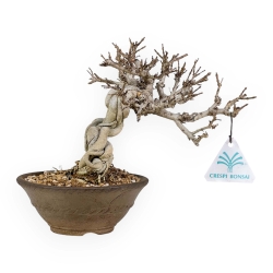 Adina Pilulifera - 23 cm