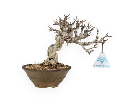 Adina Pilulifera - 23 cm