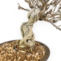Adina Pilulifera - 23 cm