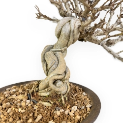 Adina Pilulifera - 23 cm