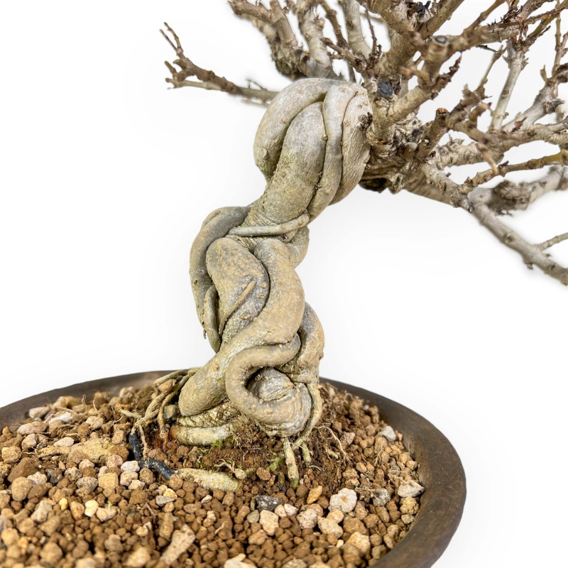 Adina Pilulifera - 23 cm