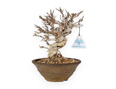 Adina Pilulifera - 23 cm