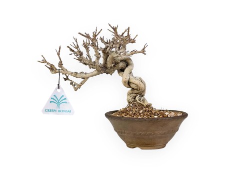 Adina Pilulifera - 23 cm