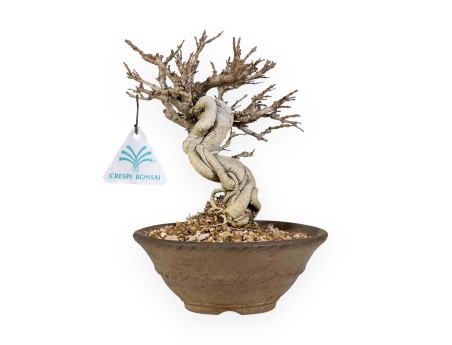 Adina Pilulifera - 23 cm