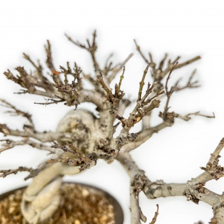 Adina Pilulifera - 23 cm