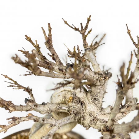 Adina Pilulifera - 23 cm