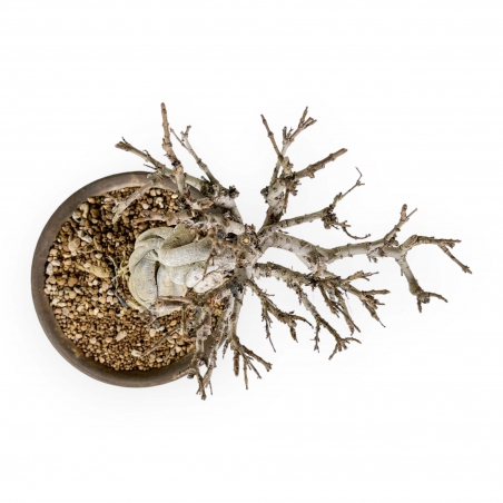 Adina Pilulifera - 23 cm