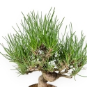 Pinus Thunbergii - Black Pine - 26 cm