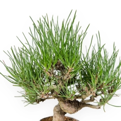 Pinus Thunbergii - Pin Noir - 26 cm