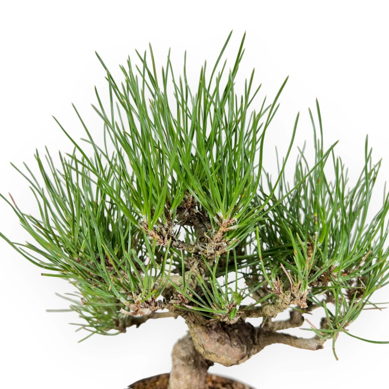 Pinus Thunbergii - Black Pine - 26 cm