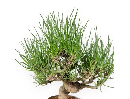 Pinus Thunbergii - Black Pine - 26 cm