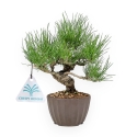 Pinus Thunbergii - Black Pine - 26 cm