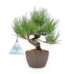 Pinus Thunbergii - Pin Noir - 26 cm