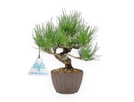 Pinus Thunbergii - Pin Noir - 26 cm