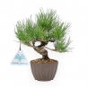 Pinus Thunbergii - Black Pine - 26 cm