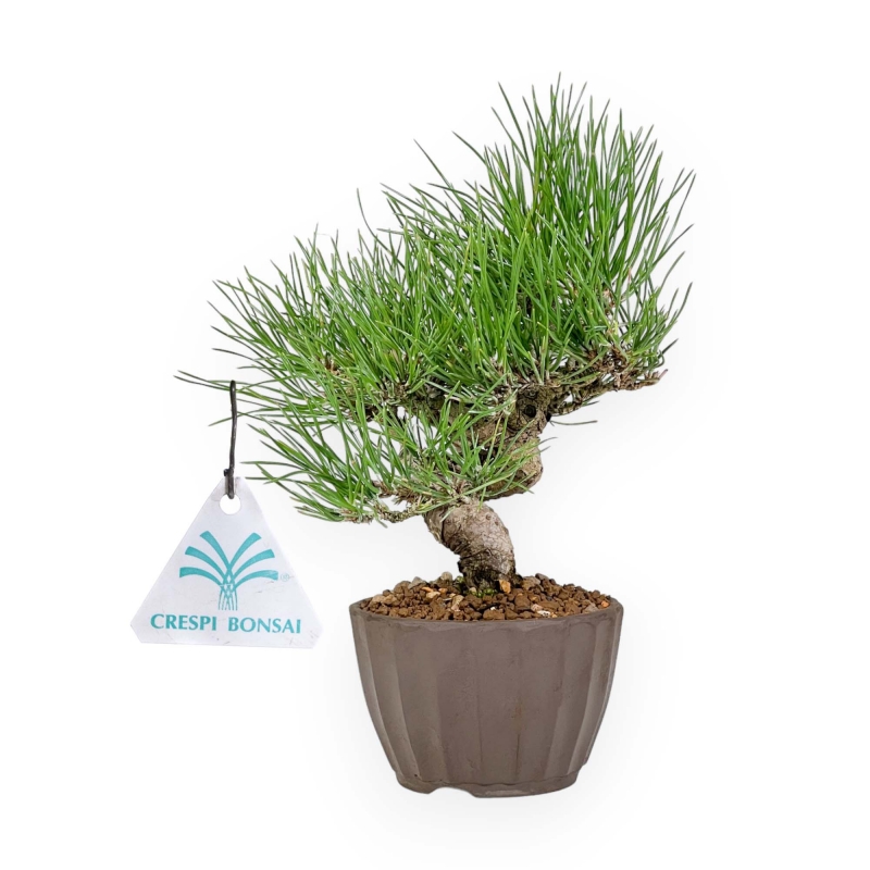 Pinus Thunbergii - Black Pine - 26 cm