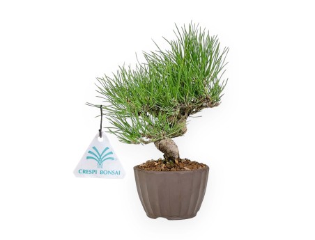 Pinus Thunbergii - Pin Noir - 26 cm