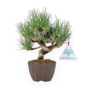 Pinus Thunbergii - Black Pine - 26 cm
