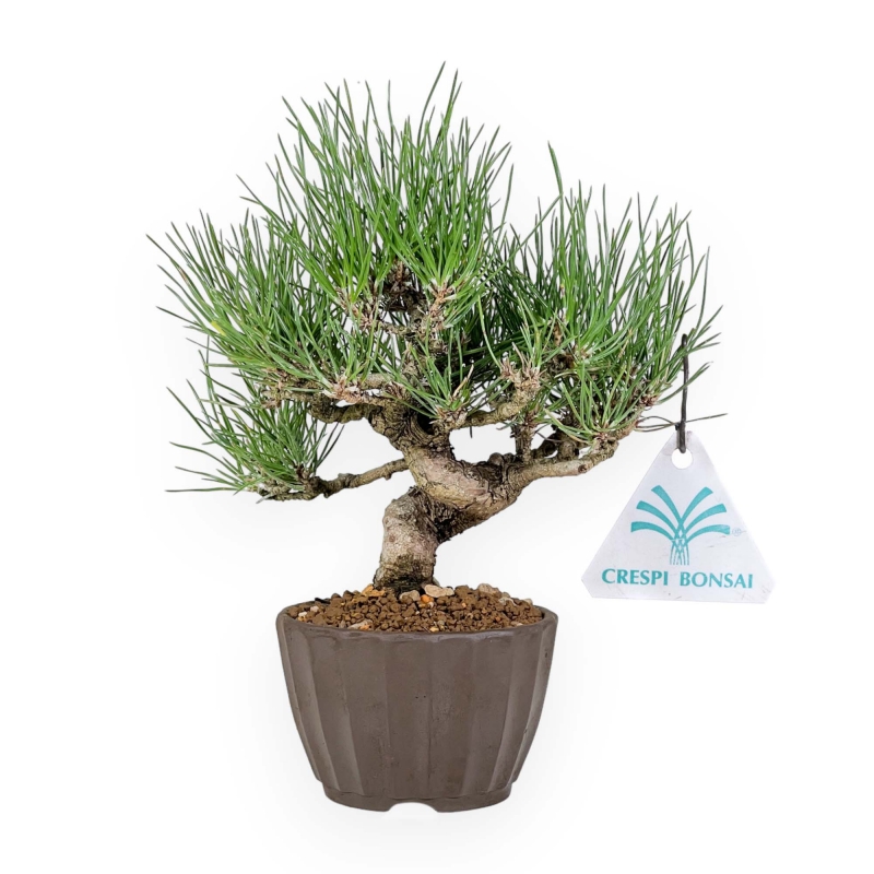 Pinus Thunbergii - Black Pine - 26 cm