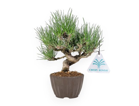 Pinus Thunbergii - Pin Noir - 26 cm
