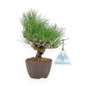Pinus Thunbergii - Black Pine - 26 cm